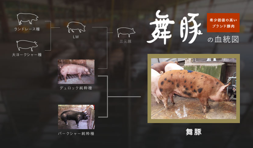 舞豚の血統図